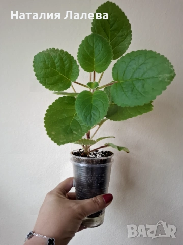 Синингия, sinningia Isa’s sherbet lemon, снимка 2 - Стайни растения - 53159270