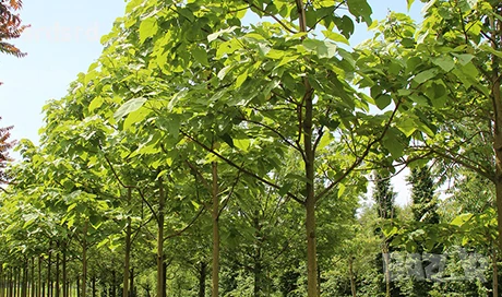 1 декар дворно място в с. Долно Абланово, снимка 1