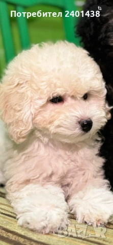 Мини пудел, снимка 5 - Пудели - 53689392