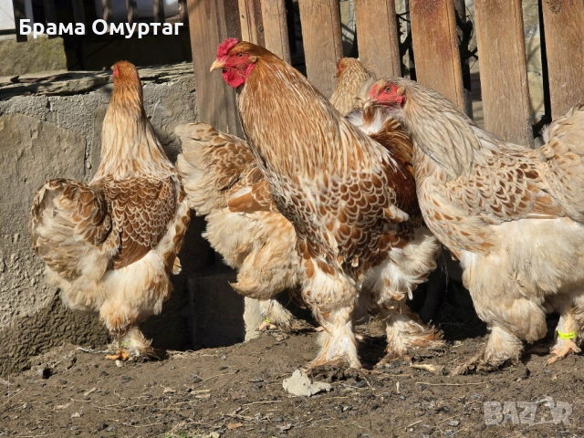 Продавам разплодни яйца от Златно дантелен брама [Buff laced Brahma], снимка 5 - Кокошки и пуйки - 53811364