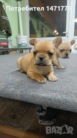 френски булдог 