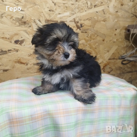 йоркширски териер , снимка 2 - Йоркширски териер - 53504599