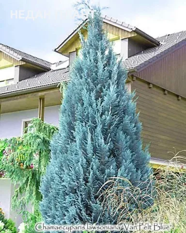 Хамаципарис "Van pelts blue"