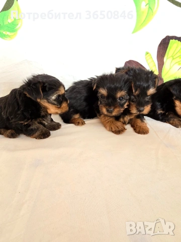 мини йоркширски териер