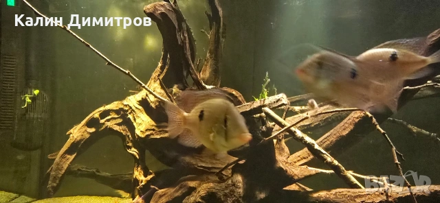 Geophagus Brasilensis , снимка 7 - Рибки - 53640965