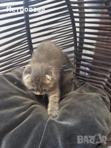 Британски / шотландски котенца , снимка 13 - Британска късокосместа - 53590580