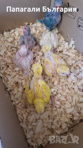 Монахчета ръчно хранени (среден говорящ папагал), снимка 3 - Папагали - 50957843