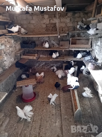 ПРОДАВАМ ФЕНЕРЛИИ , снимка 2 - Гълъби - 52806875