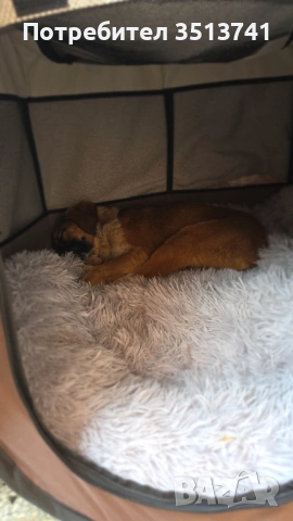 Момиче от Петрич търси своя дом, снимка 3 - Други - 53305461