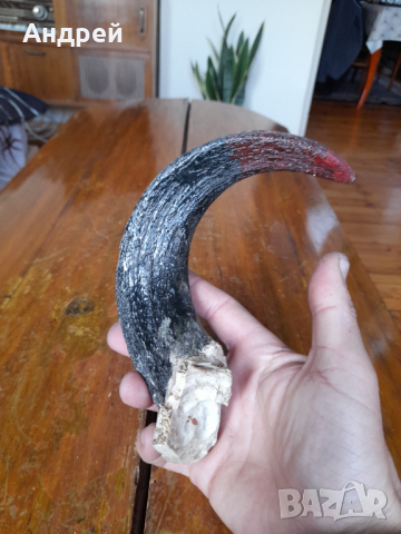 Стар рог #3, снимка 3 - Други ценни предмети - 44621475