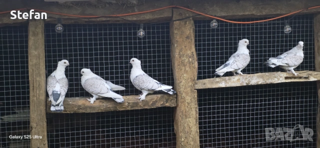 Гълъби, снимка 2 - Гълъби - 53197286