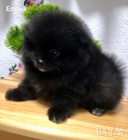 Померанче, снимка 2 - Померан - 52392869