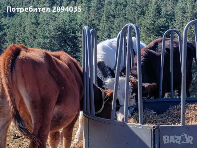 свободни телета за клане и гледане , снимка 8 - Крави - 56311515