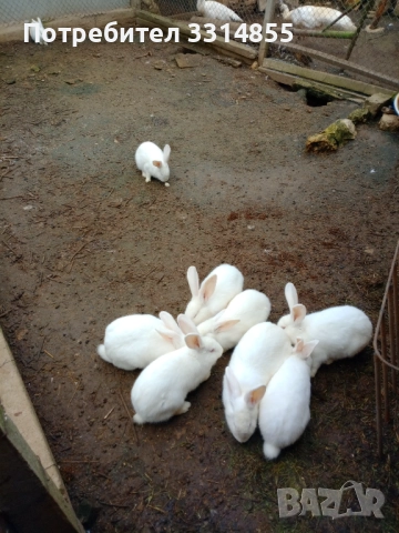 Зайци, снимка 2 - Други животни - 52797785