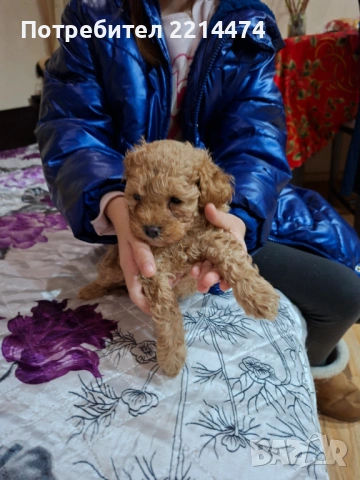 МИНИ ПУДЕЛЧЕ, снимка 4 - Пудели - 53099688