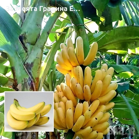 Банан - Мусо Баджо, снимка 4 - Градински цветя и растения - 53635823