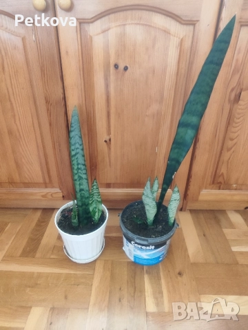 Сансевиера(мечове), снимка 2 - Стайни растения - 51662689