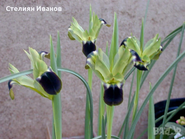 Хермодактилус, зелен ирис (Hermodactylus tuberosus) – грудки, снимка 2 - Сортови семена и луковици - 52371889