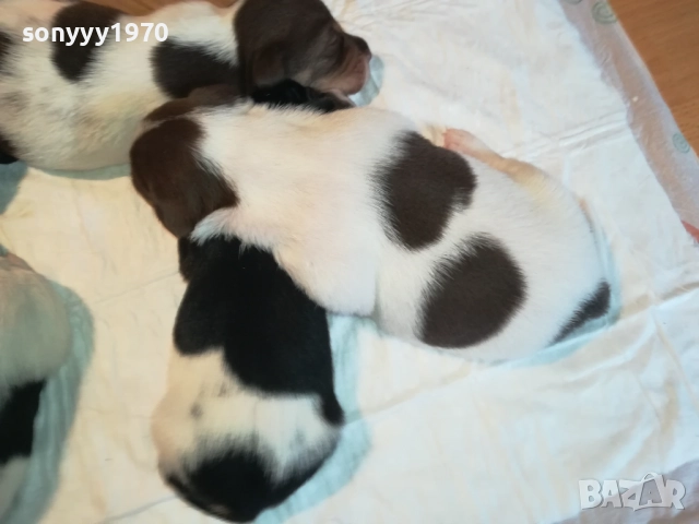 ДЖАК РЪСЕЛ БЕБЕТА-УНИКАЛНИ СЛАДУРИ 2908251855, снимка 11 - Джак ръсел териер - 51536957