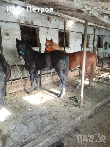 Конче женско 