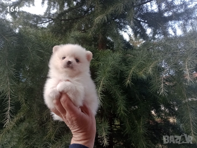 Бели мъжки и женски Померани.  Реални снимки от 02.01.26 г. , снимка 3 - Померан - 52932932