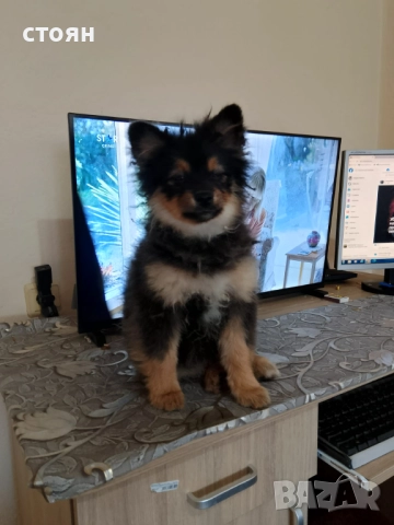 момиче, снимка 3 - Померан - 52527685