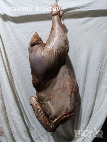 продавам пуяк , снимка 2 - Кокошки и пуйки - 52889327