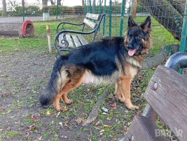 Дългокосместа женска немска овчарка , снимка 2 - Немска овчарка - 52532232