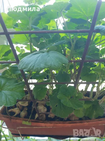 Мушкато,дърво на живота,Шефлера  и др.растения готови за декорация и подарък, снимка 18 - Декорация за дома - 48567968