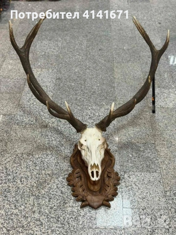 Череп с Рога от Бл.Елен с дърворезба