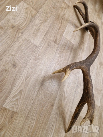 рог от елен, снимка 4 - Декорация за дома - 53660410