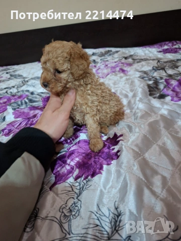 МИНИ ПУДЕЛЧЕ, снимка 11 - Пудели - 53099688