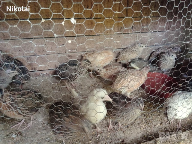 Пъдпъдъци японски и манджурски , снимка 6 - други­ - 51391563