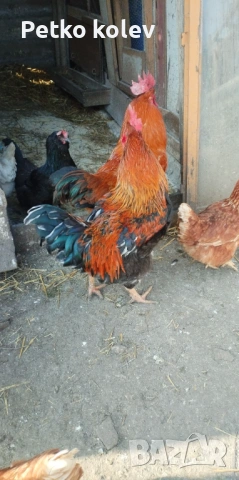 Продавам млади петли