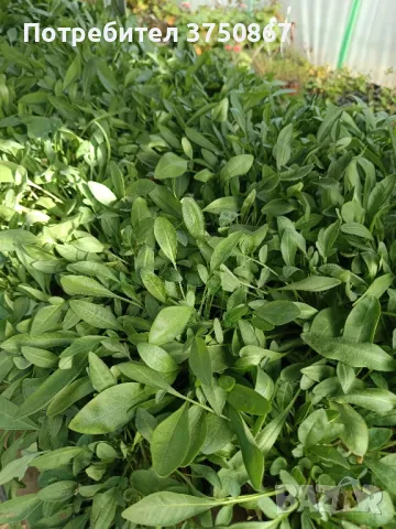 💛🧡💛 Кореопсис /Coreopsis/ 💛🧡💛, снимка 7 - Градински цветя и растения - 48916837