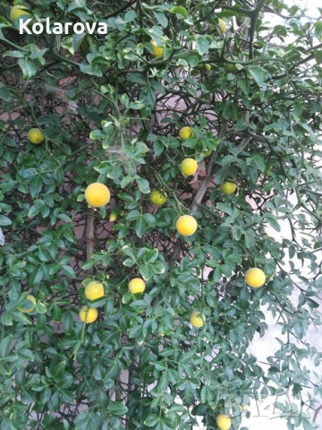 Разсадник за декоративна растителност, снимка 2 - Градински цветя и растения - 53618120