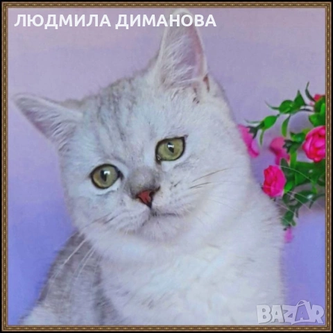 Шотландско мъжко Скоттиш Страйт. , снимка 12 - Британска късокосместа - 53737992