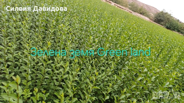 Лигуструм Овалифолиум на гол корен , снимка 4 - Градински цветя и растения - 53389674