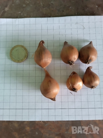 Ирис Carmen, снимка 12 - Градински цветя и растения - 51626116