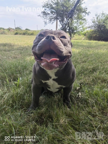 Американско Покет Були