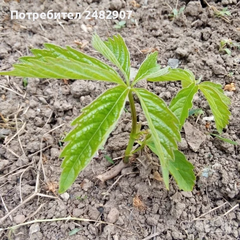 Декоративна (дива) лоза - корен