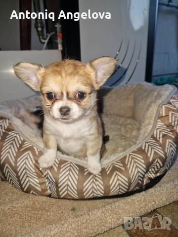 бебета чихуахуа с първа ваксина момчета и момичета хранят се самостоятелно