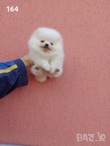 Чисто бяло момченце. Померан., снимка 4 - Померан - 52671875