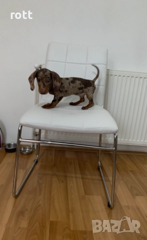 Дакел, снимка 3 - Дакели - 52487800