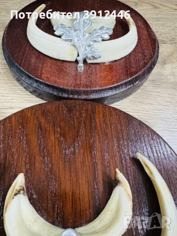 Трофейни зъби от глиган , снимка 3 - Други стоки за животни - 52885096