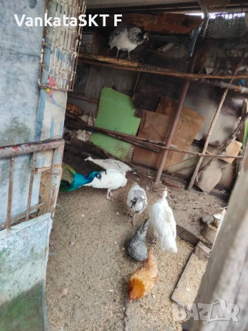 Двойки пауни, снимка 3 - други­ - 53351599