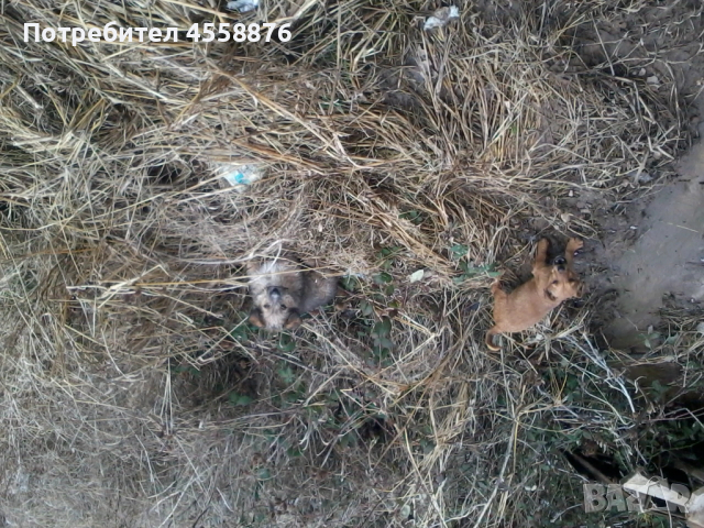 продавам дак ръсел