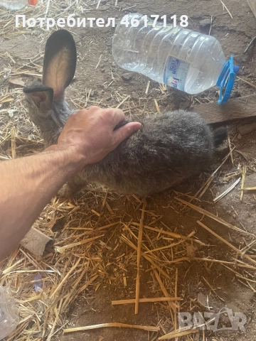 Мъжки зайци на 6 месеца , снимка 3 - Други животни - 52977685