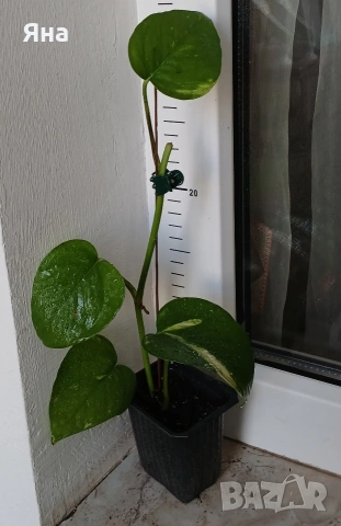 Епипремнум ауреум, Дяволски бръшлян -Цвете на парите, снимка 8 - Стайни растения - 46529171