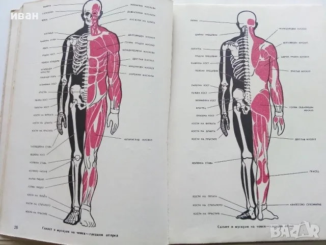 Анатомия и Физиология на човека 8 клас. - Г.Налбантов - 1967г., снимка 3 - Учебници, учебни тетрадки - 49699243